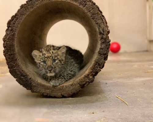 龍鳳胎豹仔。 AP圖