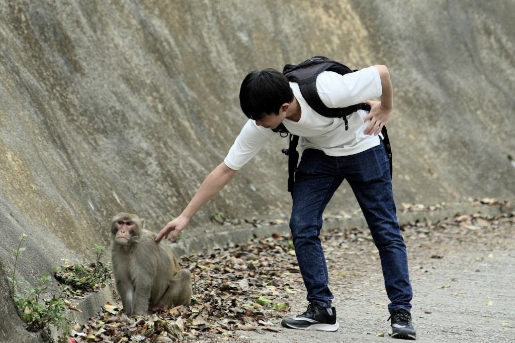有青年訪金山時，「唔怕死」摸猴子。歐樂年攝
