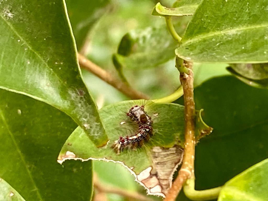 榕透翅毒蛾幼虫大量啃食榕树树叶，影响榕树健康。