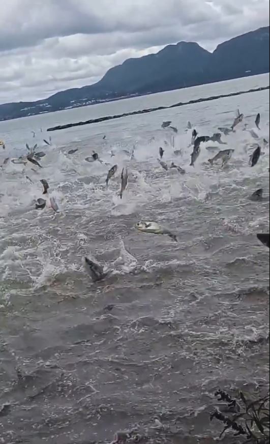 昆明滇池6月1日有數以百計的魚群翻騰躍出水面。抖音