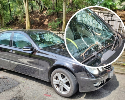 沙田今早發生塌樹意外，一輛私家車的擋風玻璃被壓毀。