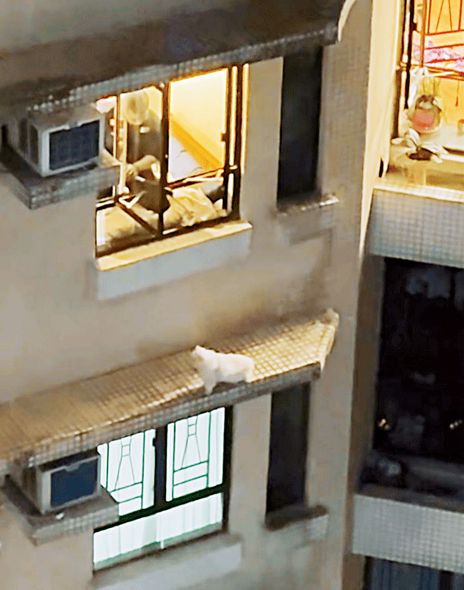 白色貓在石屎簷篷邊緣徘徊，險象環生。