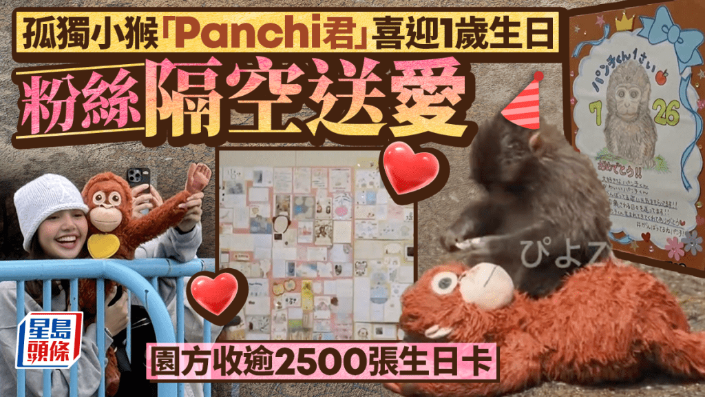 孤獨小𤠣「Panchi君」迎1歲生日 園方展示全球數千張賀卡場面溫馨