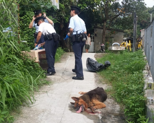 警方通知愛護動物協會人員到場處理,將受傷狗隻帶走。