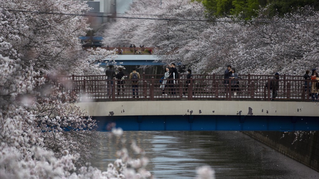日本氣象協會公布最新櫻花花期。(美聯社)