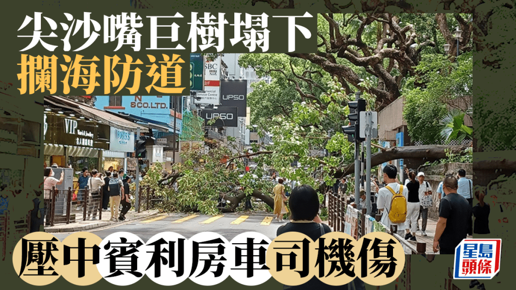 海防道發生冧樹事件。