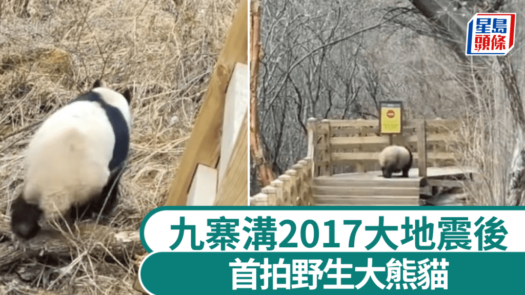 四川九寨溝7級大地震後，首次拍下野生大熊貓活動影片。紅星新聞