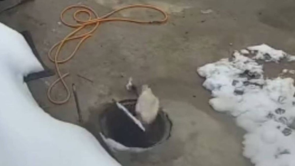 大鵝在家中被活動井蓋「吞」入井內。抖音