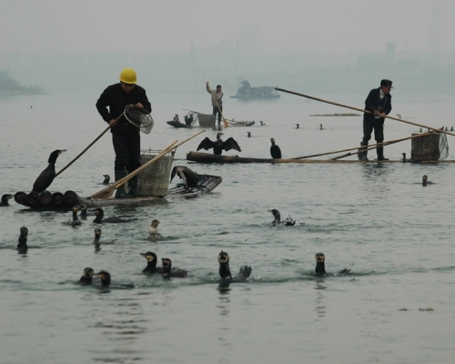 2015年全球共5650萬人從事漁業和水產養殖。網圖