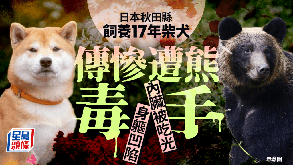 日本熊出没｜祸延宠物频传遭攻击猎杀 饲主起床惊见家中柴犬被吃光内脏