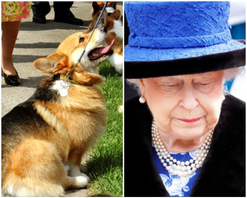 威洛(左)是英女皇所养的最后一只哥基犬。网图