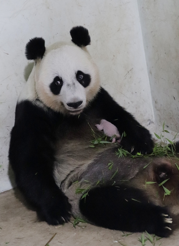 旅居印尼大熊貓「湖春」誕下幼崽。 中國大熊貓保護研究中心 旅居印尼大熊貓「湖春」誕下幼崽。 中國大熊貓保護研究中心