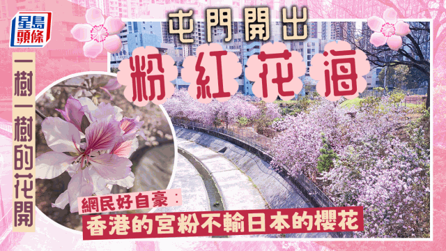 屯门宫粉羊蹄甲爆晒花，网民好自豪：香港靓到吖。
