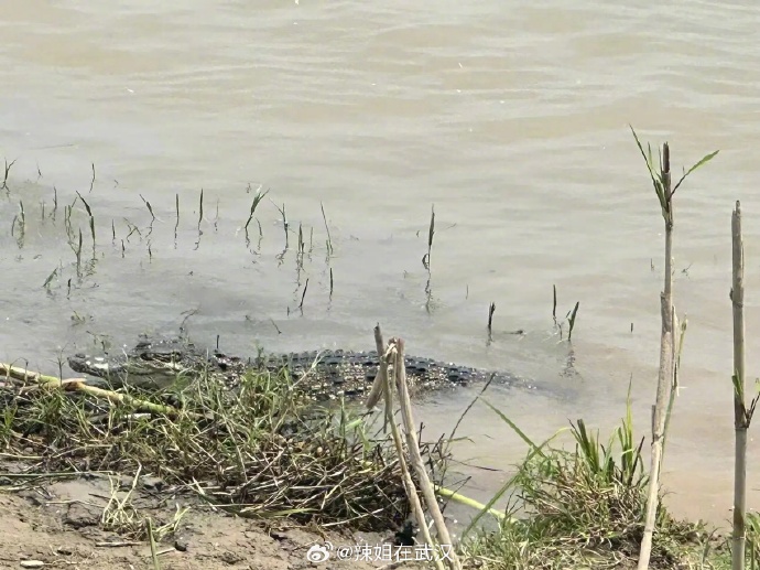 长江河边鳄鱼的踪影。网络图片