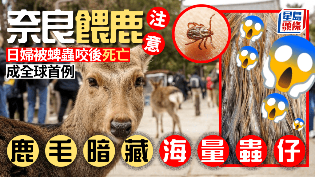 奈良餵鹿注意 日婦被蜱蟲咬後死亡成全球首例 原來蜱蟲跟鹿有密切關係
