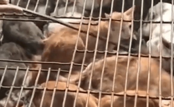 捕獵流浪貓的情況時有發生,各界均認同需要整改。閃電新聞 捕獵流浪貓的情況時有發生,各界均認同需要整改。閃電新聞