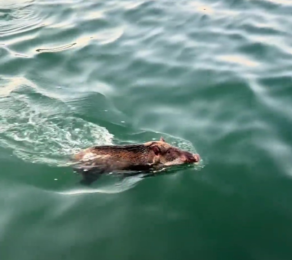 野猪横渡深圳海湾觅食,欲闯盐田栈道被困海面。 野猪横渡深圳海湾觅食,欲闯盐田栈道被困海面。