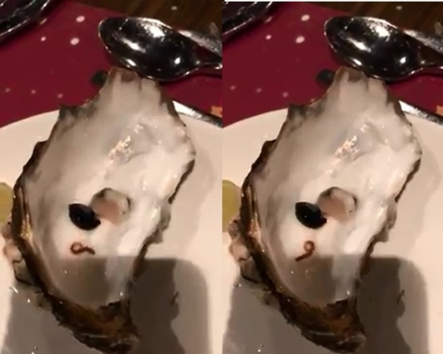 片中所見，蠔殼內有一條生猛幼蟲浮游。影片截圖