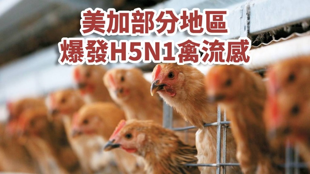 美加部分地區爆發禽H5N1禽流感。資料圖片