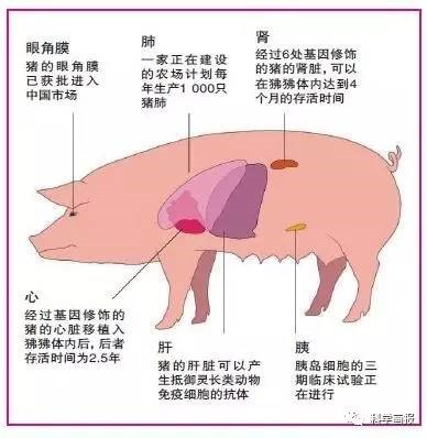 猪的多个器官和人类器官相似，有机会供人体使用。