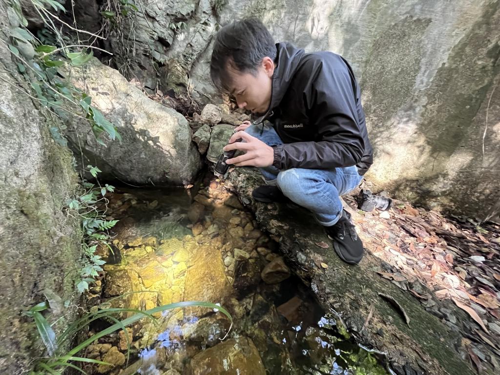阿城經常到河溪，利用手電筒觀察藏匿石隙的香港瘰螈。