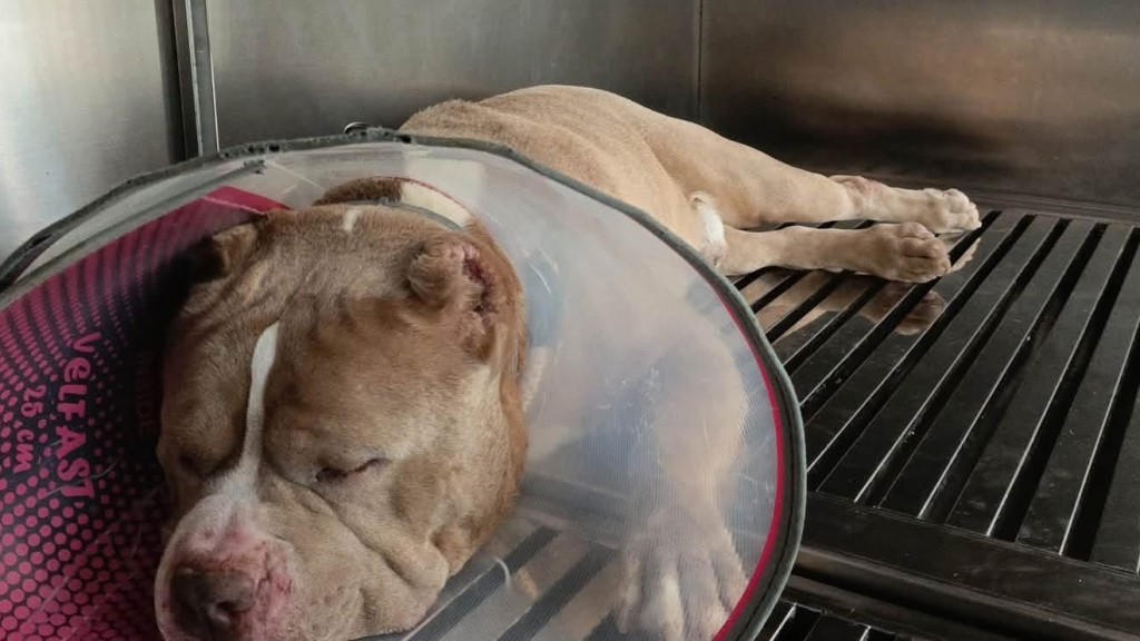 赤柱比特鬥牛㹴「包包」被要求絕育 狗主稱愛犬已接受手術並回家