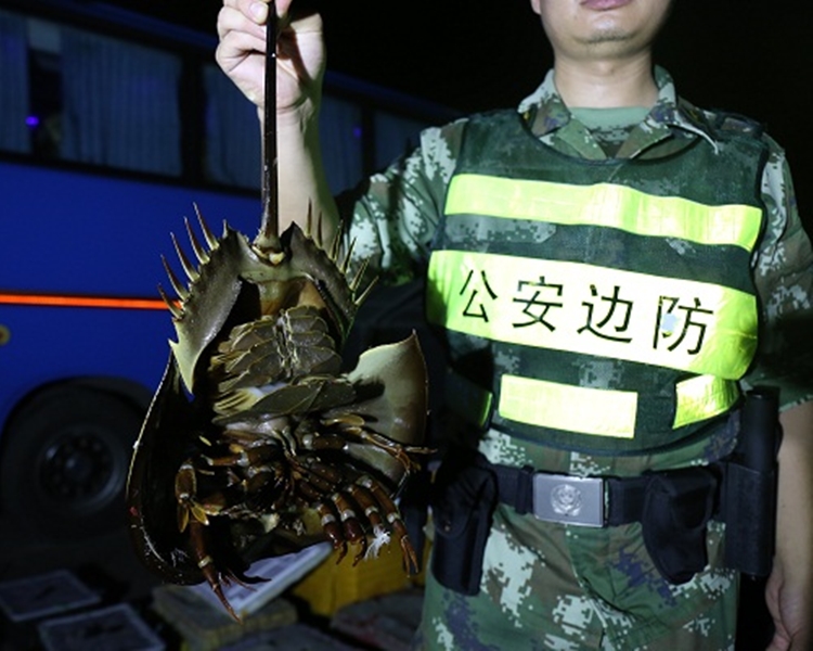警方檢獲120隻中華鱟。網圖