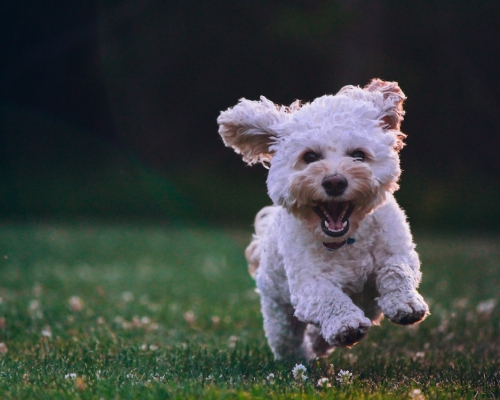 研究指狗隻可以嗅出新冠病毒，準確率更達95%。unsplash圖片