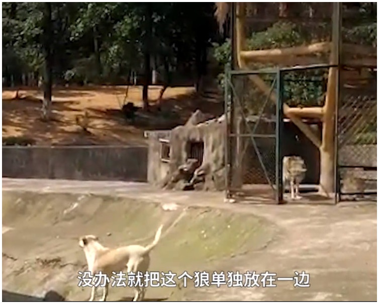 狼休息完後從籠內走出來。網圖