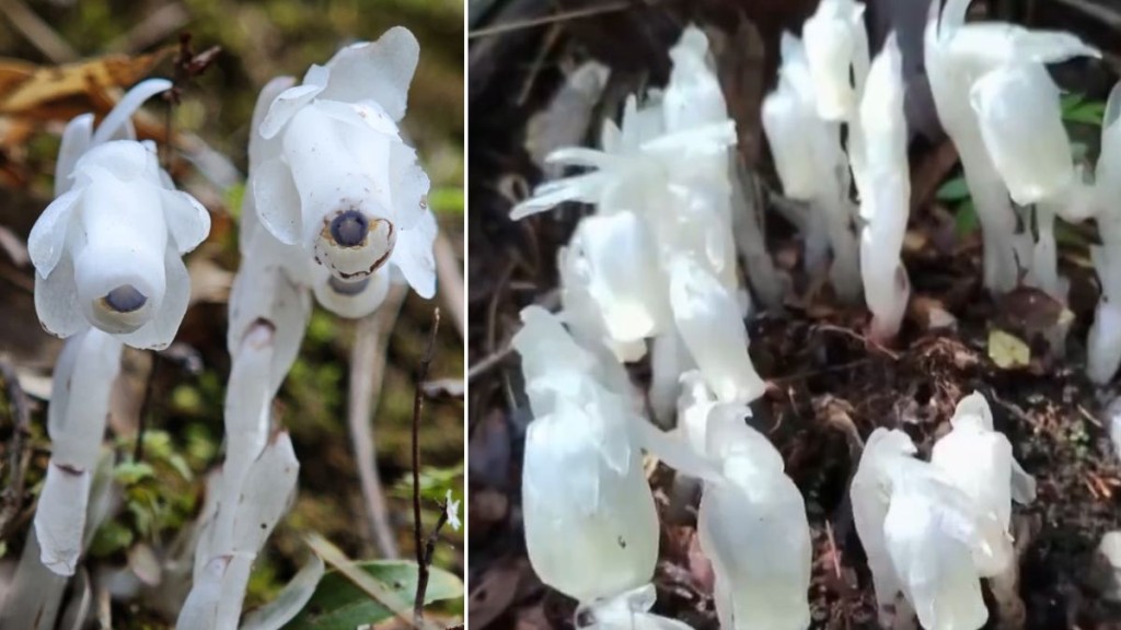 湖南發現400多株被稱為「冥界之花」的珍稀水晶蘭。