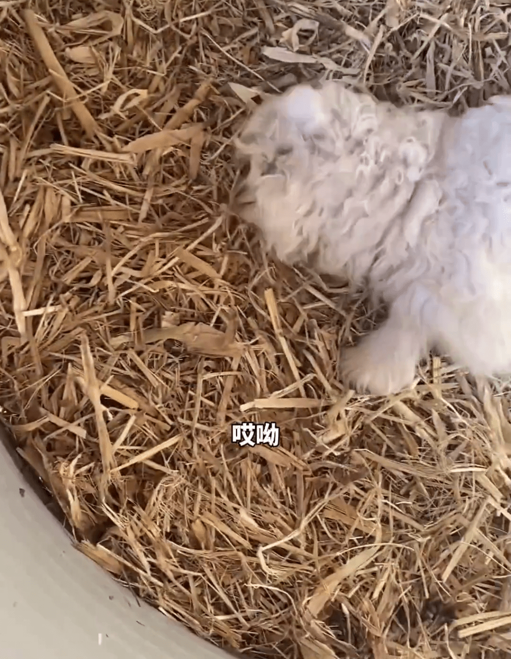 近日，寧夏平羅縣「戲精小羊」憑裝死技能爆紅網絡。