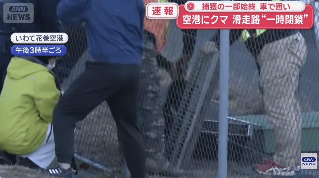最終獵人於下午3時半左右在排水溝內發現該熊,成功捕獲。 最終獵人於下午3時半左右在排水溝內發現該熊,成功捕獲。