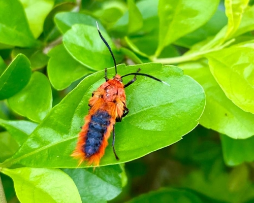 蠶食榕樹的朱紅毛斑蛾蟲害，過去一年在新界大爆發。資料圖片