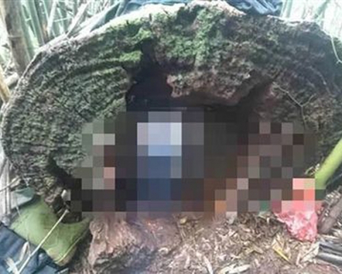 劉男被發現時,卡在傾倒樹心中空的牛樟樹內,已經死亡多時。 網圖