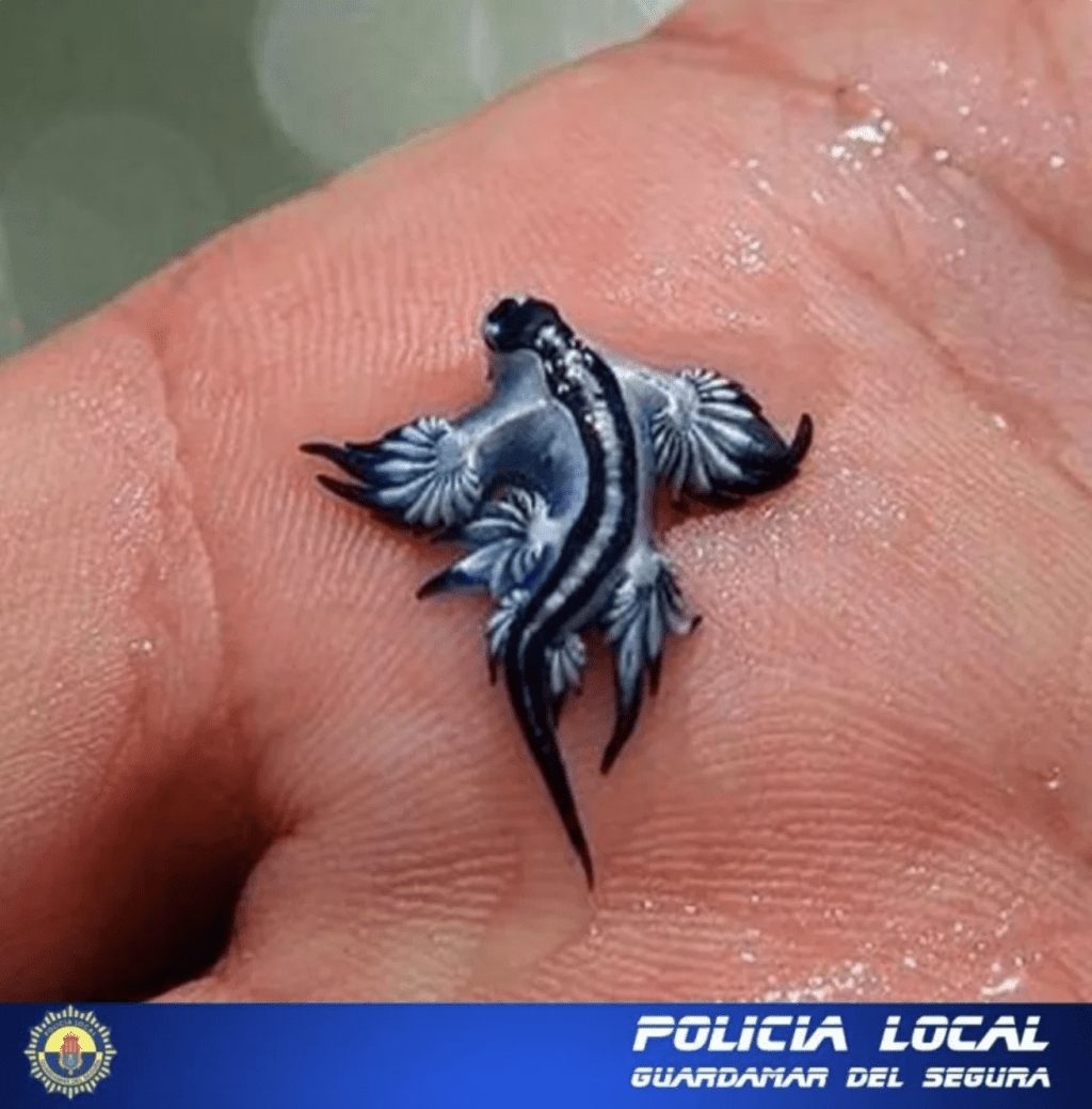 西班牙警方發布警告海報。 西班牙警方發布警告海報。
