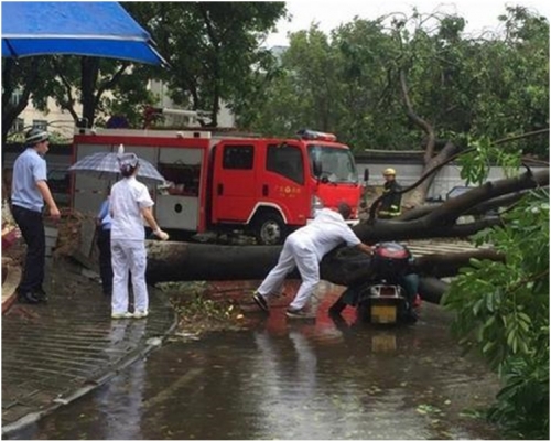 在中山市，一名騎電單車的女子被倒下大樹砸中身亡。網圖