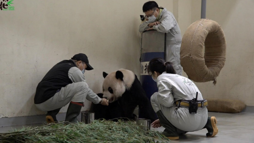 「团团」是在昨日下午病逝。台北市立动物园