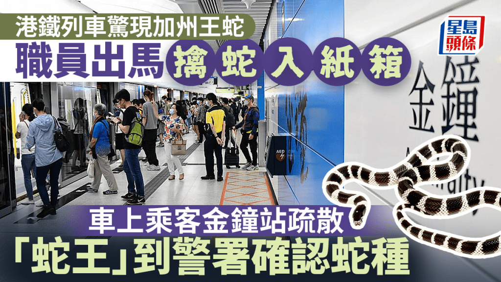 金鐘站有蛇出沒。