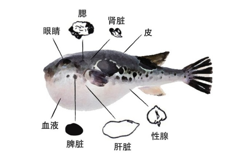 春季河豚魚性腺逐漸成熟毒性開始增強。網圖