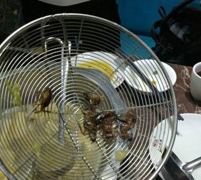 鍋中撈出8隻蟑螂,十分駭人。(網圖)