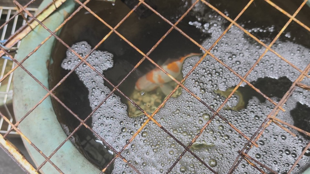 現在只死剩這條約值400元的魚。 現在只死剩這條約值400元的魚。