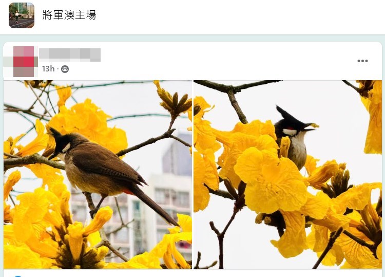 黃花鳥語。fb「將軍澳主場」截圖