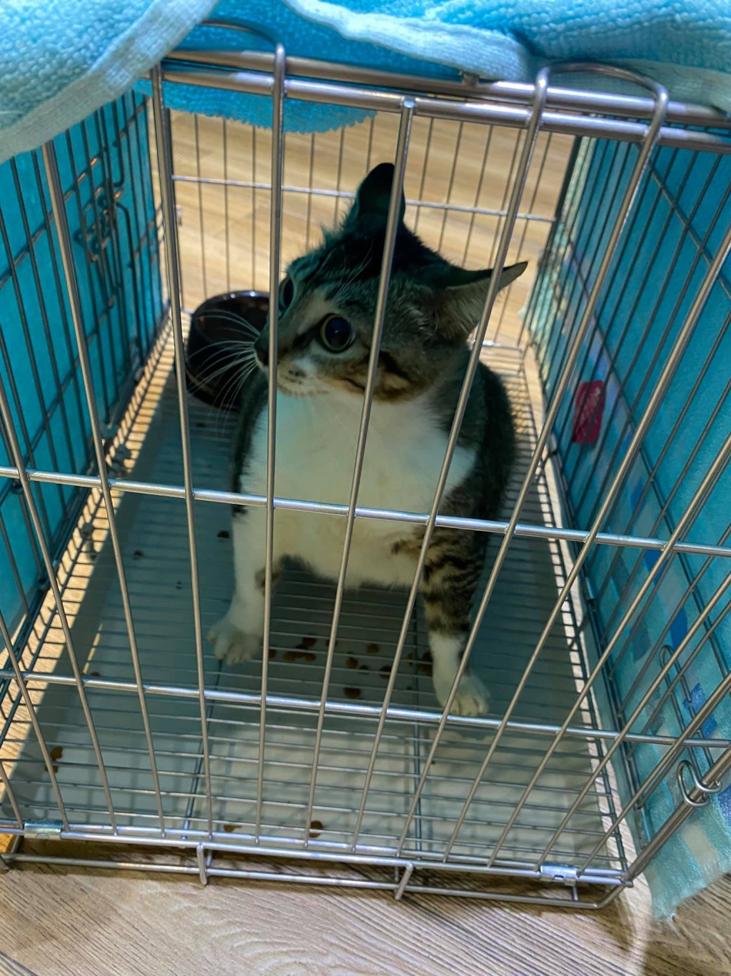 網民收養了一隻流浪貓叫「肥仔」，重達7.5公斤。網民Faye Lam圖片