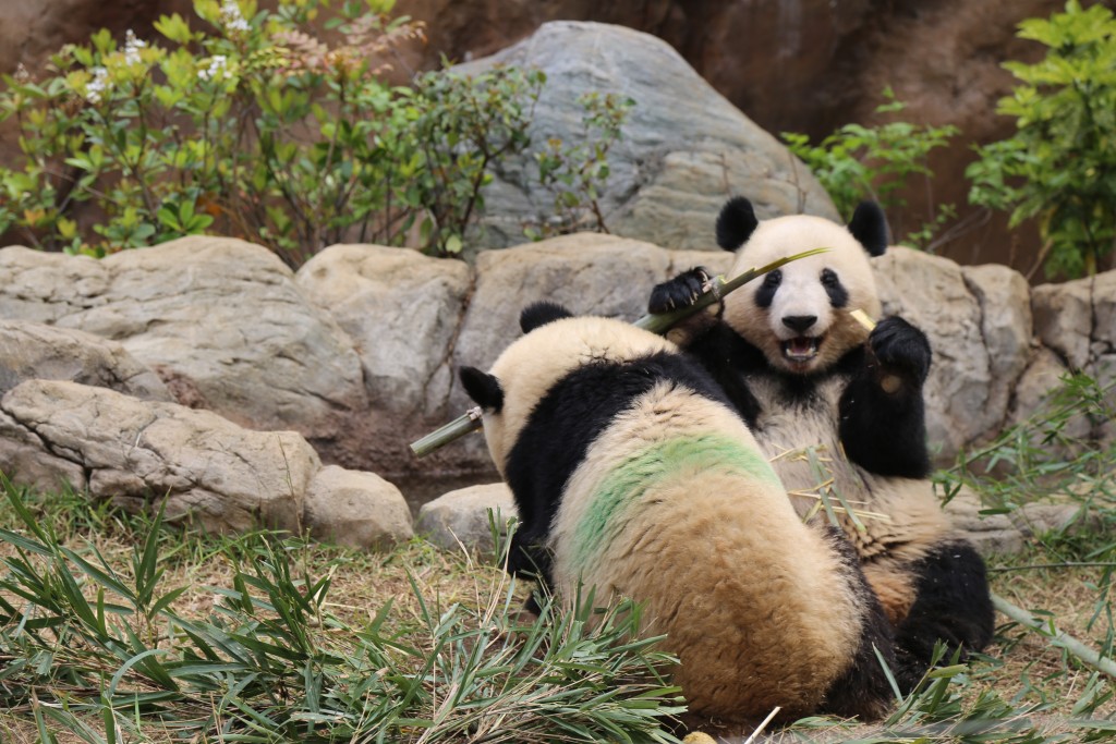 上野動物園，熊貓「曉曉」和「蕾蕾」。（中新社）