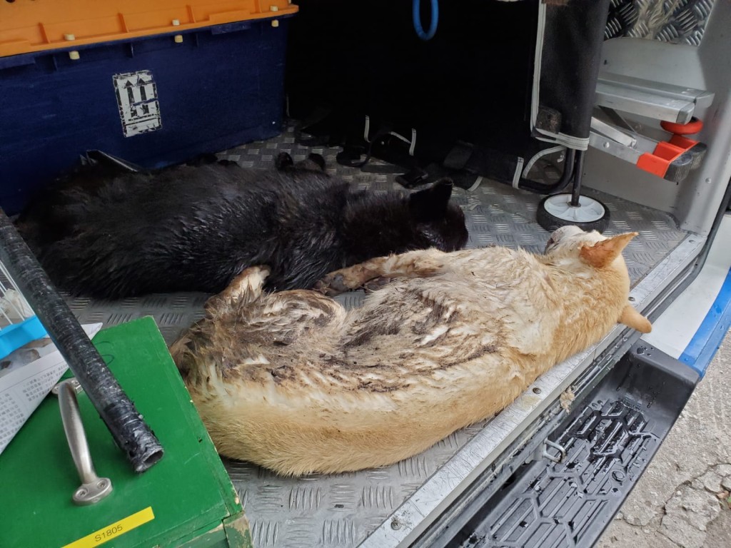 8狗疑遭落毒,4隻死亡。