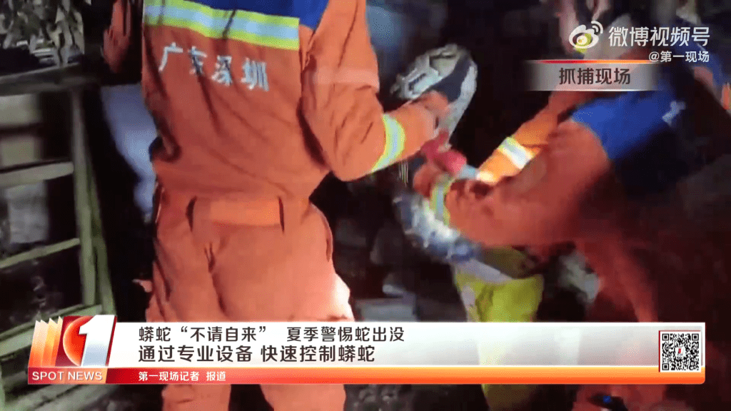 深圳消防抓捕2.5米大蟒蛇过程。 第一现场