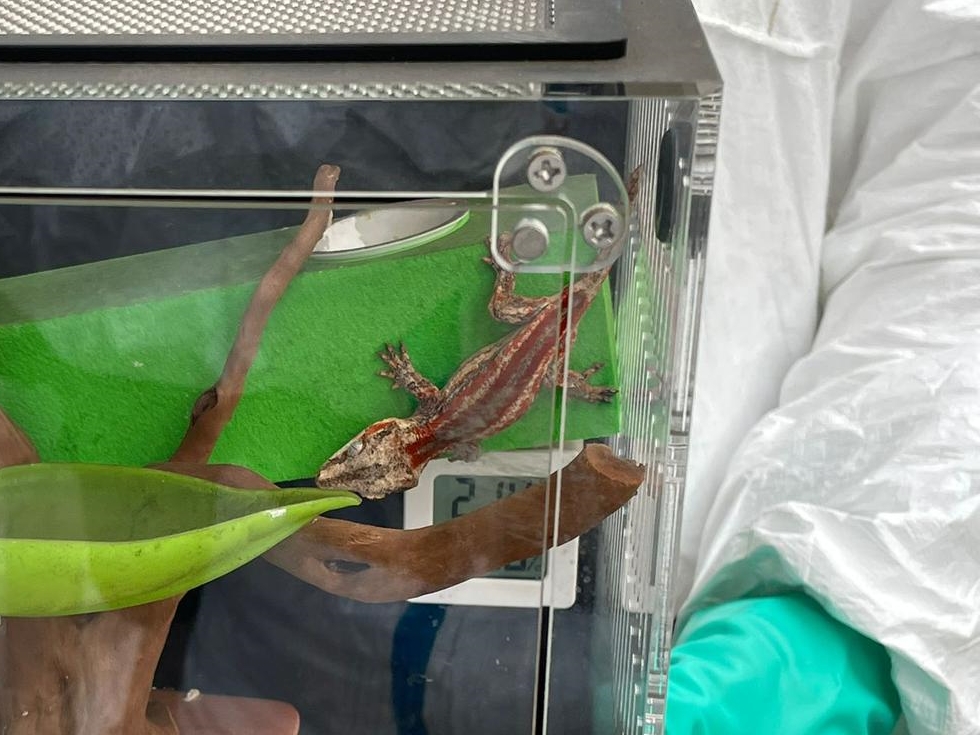 DVIU今日在宏福苑救出1隻蜥蜴。