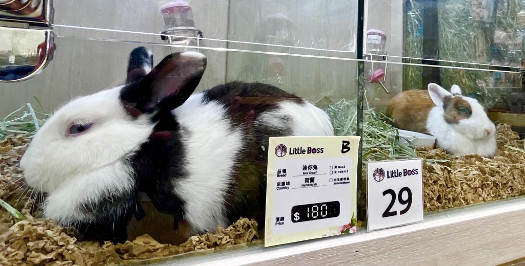 旺角「金鱼街」有宠物店以180元出售迷你兔。