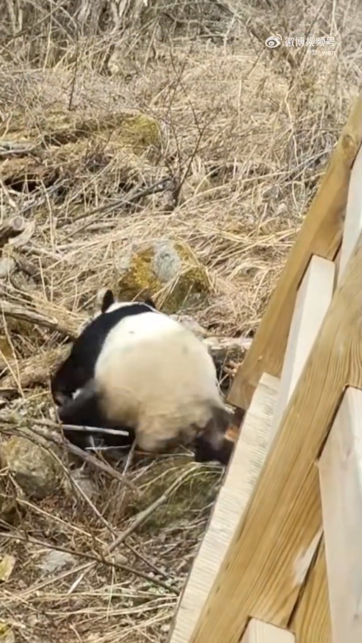 四川九寨沟7级大地震后，首次拍下野生大熊猫活动影片。红星新闻