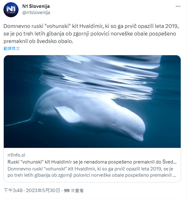 报道指，被称为「间谍白鲸」的Hvaldimir 于 2019 年首次被发现，在沿挪威海岸生活了三年后，最近在瑞典海岸出现。